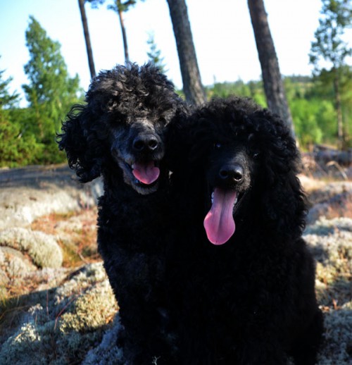 Älta & Täppas
