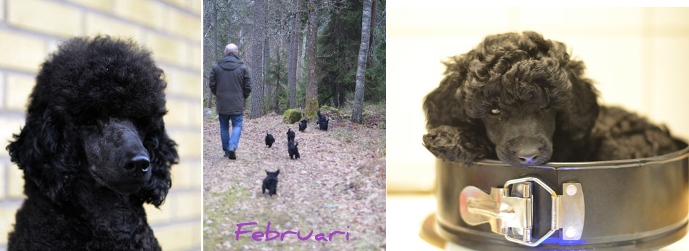 februari14