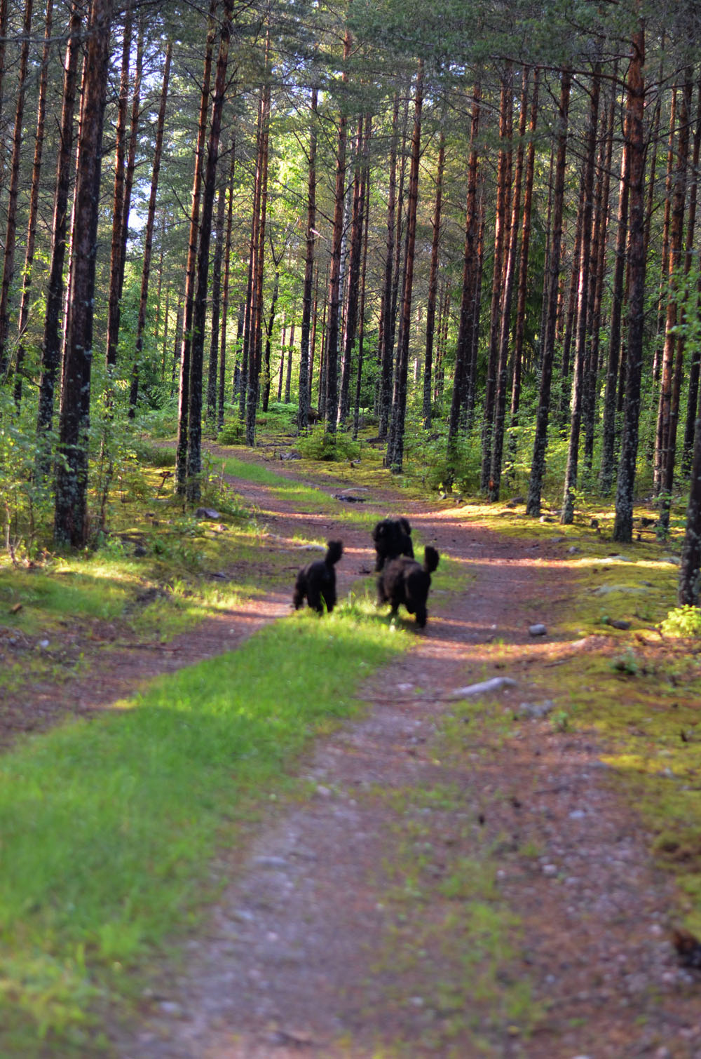 Härlig promenad med hela gänget 