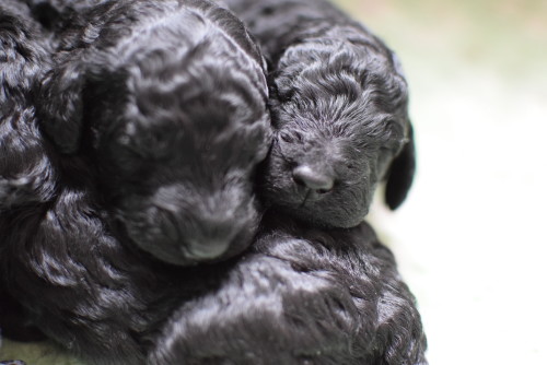 Hög <3 